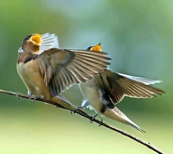 "A Bird Sings"